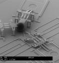 This SEM (scanning electron microscope) image shows the nanoinjector next to a latex bead the same size as an egg cell. You can see the size of the nanoinjector and its lance compared to a cell.