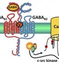 This schematic shows the proposed mechanism by which the cone snail venom Vc1.1 reduces pain sensation through indirect inhibition of R-type (Ca<sub>v</sub>2.3) neuronal voltage-gated calcium channels.