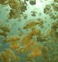 This shows golden jellyfish (<i>Mastigias</i>) in Jellyfish Lake, Palau.