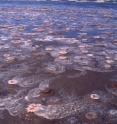 This is the stranding of <i>Chrysaora plocamia</i> jellyfish on a beach in Patagonia, Argentina.