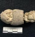 This shows 1,500 year-old fossilized feces (coprolite) discovered in Vieques, Puerto Rico. "The study of the paleomicrobiome of coprolites supports the hypothesis of multiple ancestries and can provide important evidence regarding migration by ancestral cultures and populations of the Caribbean," says researcher Jessica Rivera-Perez.