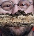 Michael Scharf eyes a group of eastern subterranean termites, destructive pests in Indiana and the Eastern US.