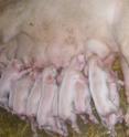 Piglets from infected sows are protected from severe infections.