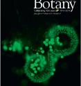 This is the May issue cover of the <i>American Journal of Botany</i>.