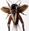 This is a flatwing cricket.