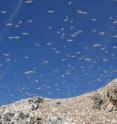 Gannets soaring above a colony are shown.  A team of scientists led by the University of Exeter discovered that the birds change their behavior in response to the presence of large vessels such as trawlers, suggesting each boat can significantly influence the distribution and foraging patterns of these and other marine predators.