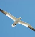 This is a northern gannet in flight. The study revealed that gannet behavior is influenced by fishing vessels at distances of up to 11km -- the first estimate of the distance at which vessels start to affect these birds' behavior.