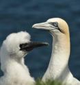 An adult gannet is shown with its chick. The researchers also discovered that individual gannets can adjust their behavior depending on whether the vessel is actively fishing or not, and also based on the type of fishing gear carried.