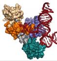 U6 RNA is red and the four RRMs of Prp24 protein are beige, orange, aqua and purple, with linkers in gray.