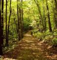 This is Harvard Forest, Petersham, Mass.