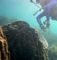 Dustin Kemp, a postdoctoral associate in the University of Georgia Odum School of Ecology, takes samples of a healthy <i>Orbicella faveolata</i> coral in the Caribbean.