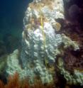 Researchers sampled <i>Orbicella faveolata</i> coral colonies in the Caribbean along marked transects seasonally from 2007-2010. This coral shows evidence of bleaching after an episode of high water temperatures.