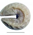 This is a curved seed of <i>C. arenicola</i>.