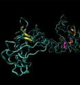 This is an illustration of the molecular structure of tropoelastin, the smallest unit of the protein elastin.