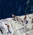 Chamois goats in the Italian Alps are shown.