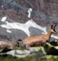 Chamois goats in the Italian Alps are shown.