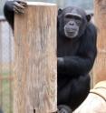 Psychological research with chimpanzees like Tara, above, has found chimps prefer silence to Western music. New research published by the American Psychological Association reveals chimpanzees like listening to other types of world music, such as African and Indian.