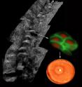 Composite image depicting the palisades of Vogt within the human limbus (left), ABCB5-positive limbal stem cells isolated from the palisades (right; ABCB5 -- green, nucleus -- red) and a restored functional cornea following transplantation of human ABCB5-positive limbal stem cells to limbal stem cell-deficient mice (bottom right).