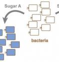 Individual bacteria within a uniform population display different responses depending on the selected sugar. In this illustration, blue bacteria are consuming the sugar, whereas white bacteria are not.