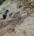 This image depicts fossil-bearing sediments at the 'North Face' fossil site in Driftwood Canyon Provincial Park, British Columbia, where the extinct hedgehog fossils were collected.