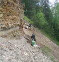 This image depicts fossil-bearing sediments at the "North Face" fossil site in Driftwood Canyon Provincial Park, British Columbia, where the extinct hedgehog fossils were collected.