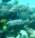 This is an eyestripe surgeonfish, one of the tropical species shifting its distribution towards temperate waters.