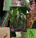 Yellow crazy ants (<i>Anoplolepis gracilipes</i>; bottom left) have invaded parts of the endemic coco de mer (<i>Lodoicea maldivica</i>) palm forest on the island of Praslin, Seychelles. Arboreal molluscs (<i>Vaginula seychellensis</i>, <i>Stylodonta studeriana</i> and <i>Pachnodus pralines</i>) and geckos (<i>Phelsuma astriata</i>, <i>P. sundbergi</i>, <i>Ailuronyx tachyscopaeus</i>, <i>A. trachygaster</i>) are absent or reduced in numbers in areas where ants are present, suggesting displacement of arboreal endemics by the invasive ants.