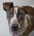 This is Helios, an approximately 3-year-old cattle dog/greyhound mix with Lucky Dog Animal Rescue.