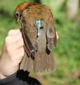 Thi is a Wood Thrush wearing a geolocator. Only the tip of the light stalk pokes through the feathers once the geolocator has settled on the bird.