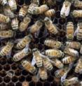 This image shows a honey bee hive.