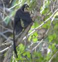 Meet the ancestors: The feathered dinosaur <i>Microraptor</i> pounces on a nest of primitive birds (Sinornis).  Both species lived during the Cretaceous Period (~120 million years ago) in what is now northern China.