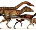 The dinosaur lineage that evolved into birds shrank in body size continuously for 50 million years.  From left to right are: the ancestral neotheropod (~220 Million years old), the ancestral tetanuran (~200 myo), the ancestral coelurosaur (~175 myo), the ancestral paravian (~165 myo), and <i>Archaeopteryx</i> (150 myo).