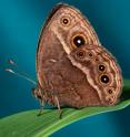 Yale University scientists have performed the first artificial selection on a structural color, using butterfly wings. This image shows a male <i>Bicyclus anynana</i> butterfly, prior to the change in wing color from brown to violet.