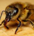 Some insects are more aggressive than others in response to an intruder. Watch a video of honey bees responding to an intruder bee. (See link in news release.)