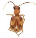 This image shows one of the newly described carabid species -- <i>Asklepia asuncionensis</i>.