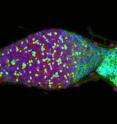 A bam mutant fruit fly ovary, known as the germanium, contains only adult stem cell-like cells (red) and spherical spectrosome (green). The accumulation of only adult stem cell-like cells indicates a mutation in the master differentiation factor bam completely blocks germline stem cell lineage differentiation.