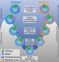 Pumping and phospholipid membranes arose independently in archaea and bacteria.