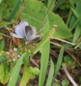 This is a pale grass blue butterfly, one of the most common species of butterfly in Japan. Recent research has revealed major impacts on this species from the radiation leaks at the Fukushima nuclear power plant.