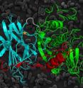 This is a surface layer associated protein of <i>Clostridium difficile</i>.