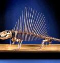 This is the skeleton of <i>Dimetrodon</i>, an ancient relative of mammals. New research suggests that at least some species of <i>Dimetrodon</i> were active at night (nocturnal).