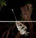 Archerfish target their prey with jets of water.