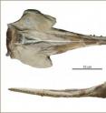 Here are photos of the skull of the new squalodelphinid species <i>Huaridelphis raimondii</i> in dorsal and lateral view.