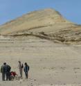 This photo shows the examination of fossil cetacean remains in the locality of Ullujaya, Pisco Basin, Peru.