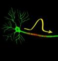 The illustration shows two nerve signals passing through each other completely unhindered. This confirms the theory that the signal is made up of waves in the form of a sound pulse, a soliton, which moves along the nerve membrane. As the sound pulse moves along the nerve pathway, the membrane changes locally from  liquid (green) to more solid (red) form.  The membrane is slightly compressed, and a voltage pulse is produced by the piezoelectric effect.