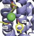 Researchers have determined key structural differences that allow a subset of CLC transporters to preferentially select fluoride over chloride, which can help bacteria expel toxic fluoride. The binding site of a standard CLC transporter is shown here.