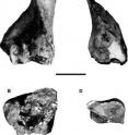 These are two limb bone fragments of <i>Hippopotamus antiquus</i> from the collections of the Geological and Palaeontological Section of the Museum of Natural History of the University of Florence, Italy. The broken diaphyses of the bones show the medullary cavities tightly packed with cancellous bone: A, distal half of right humerus (IGF 640), cranial view; B, distal half of right humerus (IGF 640), proximal view; C, distal half of right tibia (IGF 670), dorsal view; and D, distal half of right tibia (IGF 670), proximal view. The enlarged proximal views (B, D) show the medullary cavities of the diaphyses filled with cancellous bone. This solution, which can be observed also in modern H. amphibius, increases the specific bone density of the distal parts of the limb bones, enabling hippopotamuses to overcome buoyancy (Wall 1983; Fish & Stein 1991; Thewissen et al. 2009). Scale bar 10 cm.