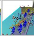 This is an illustration of an epitaxial graphene channel biosensor for detection of
targeted 8-hydroxydeoxyguanosine (8-OHdG) biomarker. (A) Schematic of MLEG
device (B) Thin film of covalently attached nitro phenyl (PhNO2) groups on the MLEG
channel. (C) Attachment of the 'bioreceptor' antibody anti-8-OHdG to the amine
terminated MLEG channel and subsequent detection of 8-OHdG.