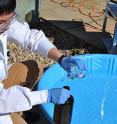 In this image, University of Alberta civil engineering graduate student Zengquan Shu simulates the solar UV/chlorine treatment process. Laboratory-scale tests found the solar UV/chlorine treatment process removed 75 to 84 per cent of the toxins found in oil sands process affected water.