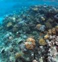 This coral reef near St. John in the US Virgin Islands features <i>Porites astreoides</i>, a species of coral that is expected to do well as ocean temperatures rise.