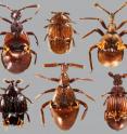 This photo shows some of the diversity of modern <i>Clavigeritae</i> beetles. There are about 370 described species, with many more likely awaiting discovery.